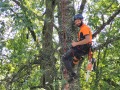 Arborist Normunds