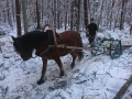 Palgid veeti metsast välja hobusega. Foto: Mikk Mustmaa